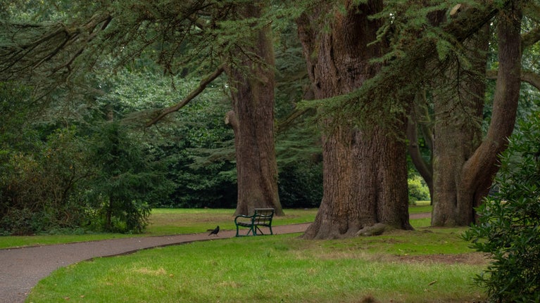 Bench in the Pleasure Grounds